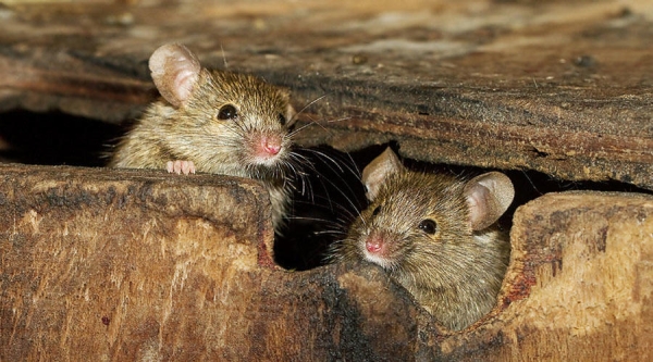 Простые способы, которые помогут дачникам избавиться от мышей