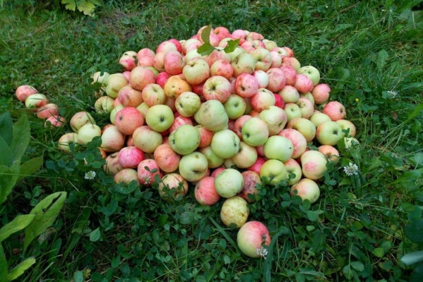 Безотходное производство: куда девать опавшие яблоки