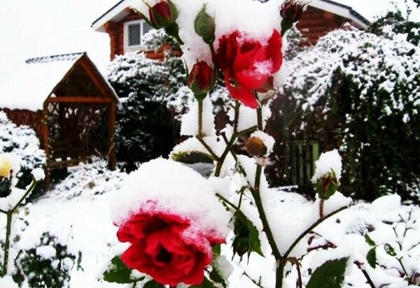 Готовим розы к холодам: правила укрытия кустов на зиму в Московской области