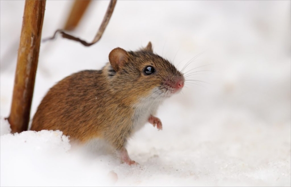 Как защитить вещи и урожай от нашествия мышей в зимний период времени