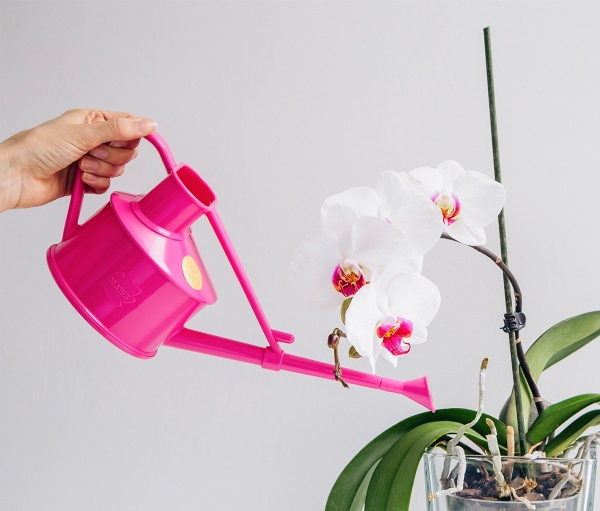 Цветет и пахнет: как правильно пересадить орхидею в домашних условиях