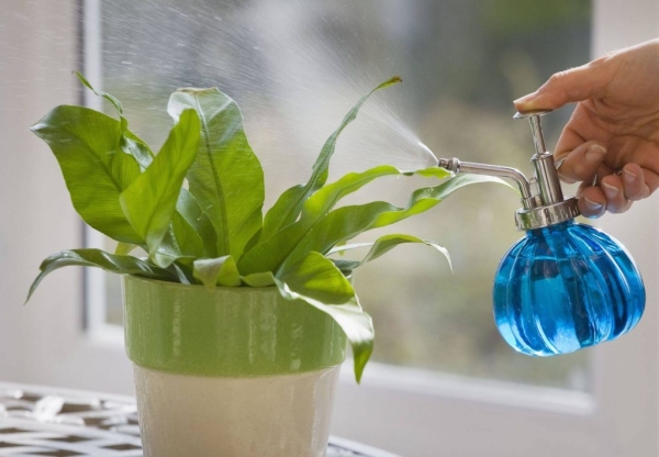 Сырая или кипяченая: какой водой правильно поливать домашние растения