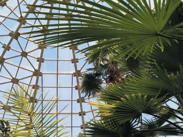 Математикам прилетел «Град», ботаники кутали пальмы шторами: как выживают донецкие ученые