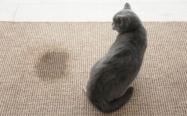 Почему в доме появляется кошачий запах и как его вывести