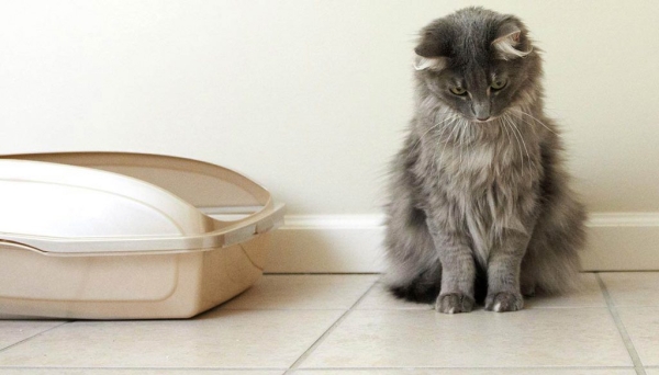 Почему в доме появляется кошачий запах и как его вывести