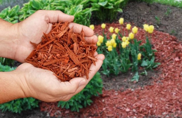 Как избавиться от сорняков в саду: наиболее эффективные методы