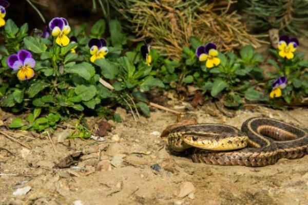 Можно ли отличить ядовитую змею от неядовитой и как от нее защититься