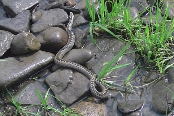 Можно ли отличить ядовитую змею от неядовитой и как от нее защититься