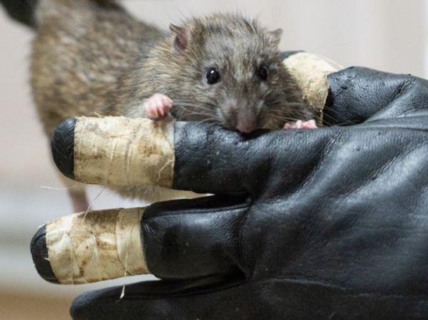 Новосибирские ученые вырастили «цивилизации» добрых и злых крыс