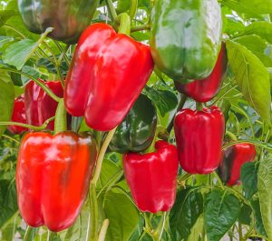 Чем можно подкармливать помидоры и перцы: лучшие натуральные удобрения