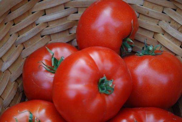 Увеличить урожай можно при помощи ускорения созревания томатов в конце июля и августе