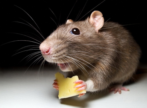 Чем опасны мыши и как их прогнать с дачи: проверенные методы борьбы с вредителями