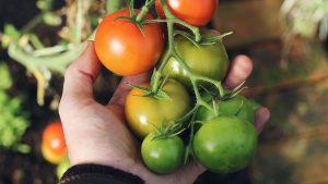 Проверенные временем способы дозревания зеленых помидоров в домашних условиях