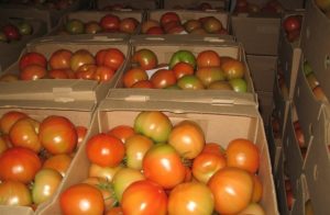 Проверенные временем способы дозревания зеленых помидоров в домашних условиях